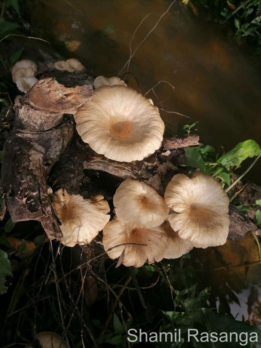 Lentinus sajor-caju (Fr.) Fr. (1838)
